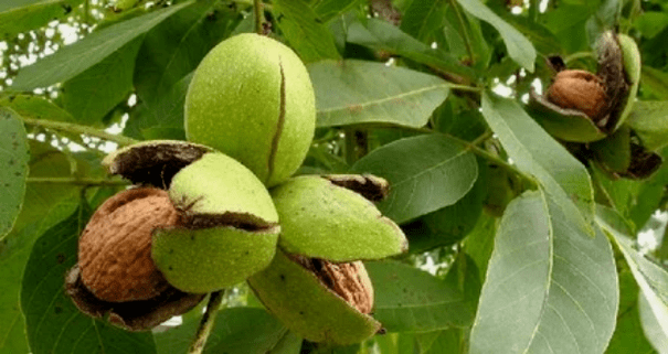 الجوز